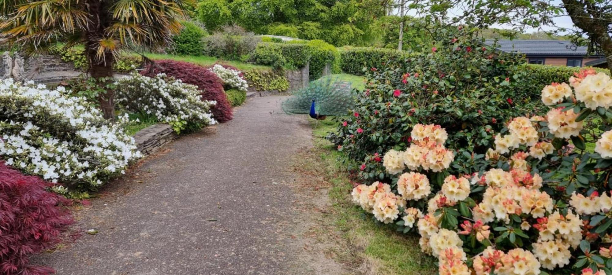 Great Trethew Manor Hotel & Self Catering Lodges 利斯卡德 外观 照片
