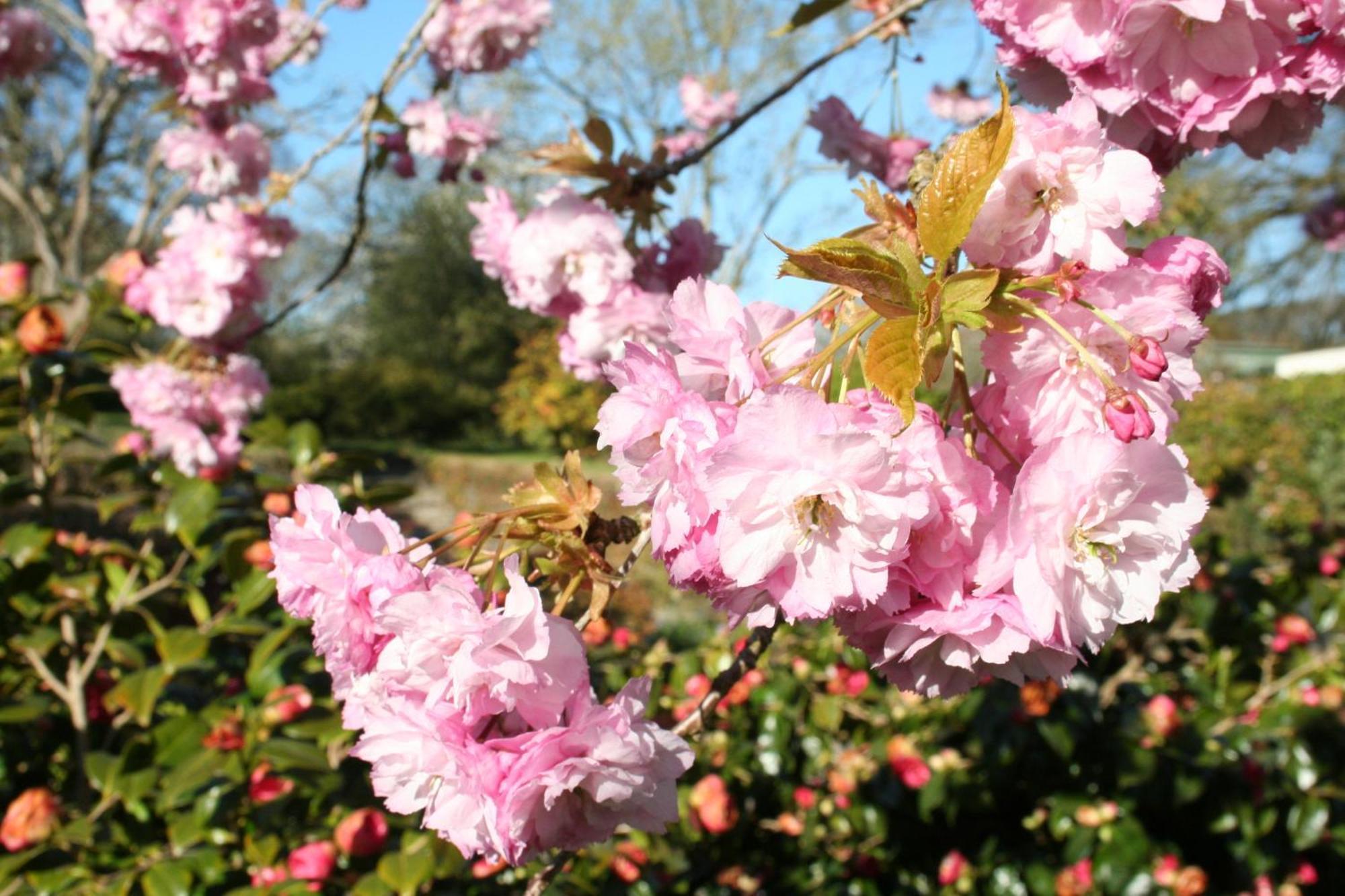 Great Trethew Manor Hotel & Self Catering Lodges 利斯卡德 外观 照片