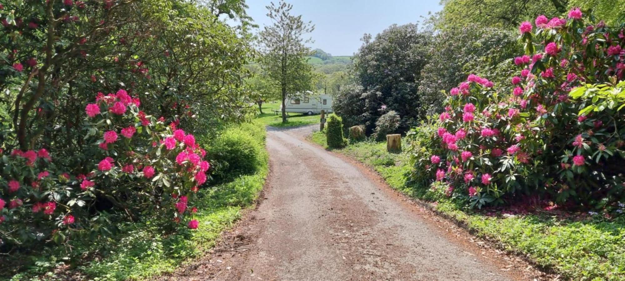 Great Trethew Manor Hotel & Self Catering Lodges 利斯卡德 外观 照片